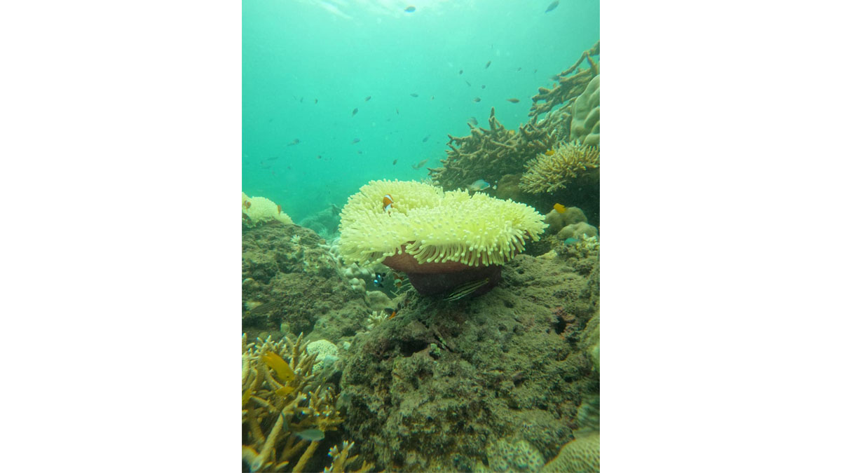Marine Life under the ocean captured during the BCC&I’s Scuba in Havelock Initiative scheduled from 19th to 21st May 2024 at Havelock, Andaman.